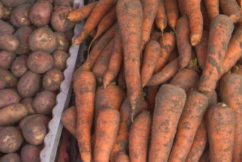 Фотография к новости: Министр картоп пен сәбіз бағасының арзандайтын уақытын айтты