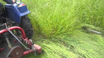 Фотография к новости: Шығыста шөп шабу науқаны қарқын алды