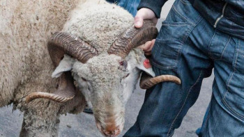 Фотография к новости: Бас мүфти: Биыл құрбандық шалу онлайн түрде өтеді