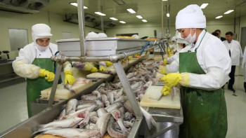 Фотография к новости: Қызылорданың балығы 9 елге экспортталады