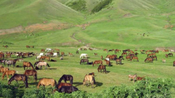 Фотография к новости: Шенеунік жайылымдық жер проблемасын шешу жолын айтты