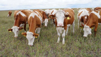 Фотография к новости: Жамбылдағы тұқым шаруашылығын дамытуға 1,5 млрд теңге бөлінді – Аманов