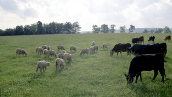Фотография к новости: Қызылордалықтар қайтарымсыз гранттың көмегімен кәсіптерін ашып жатыр 