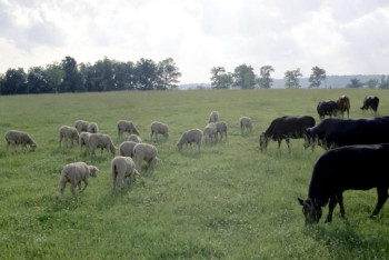 Фотография к новости: Қызылордалықтар қайтарымсыз гранттың көмегімен кәсіптерін ашып жатыр 