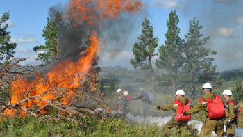 Фотография к новости: Елімізде 500-ден астам орман өртенген – ТЖМ өкілі