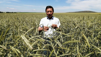 Фотография к новости: Шығысқазақстандық шаруашылық бидайдың мыңдаған түрін баптап отыр