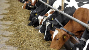 Фотография к новости: Қызылорда облысы Жалағаш ауданында 60 жобаға 35 млн теңге қаржы бөлінді