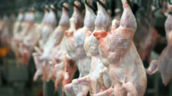 Фотография к новости: Қармақшыда құс етін өндіретін зауыттың құрылысы аяқталуға жақын – Қызылорда облысы 