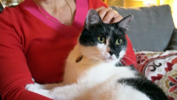 Фотография к новости: Жануарларға қатыгездік танытқандар 5 жылға дейін бас бостандығынан айырылуы мүмкін