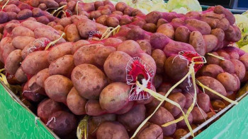 Фотография к новости: Сұлтанов азық-түлік бағасын тұрақтандыру үшін қандай шаралар қажет екенін айтты