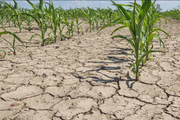 Фотография к новости: Қуаңшылық: Маңғыстау және Түркістан облыстарына бөлінген қаражат қалай жұмсалады? 