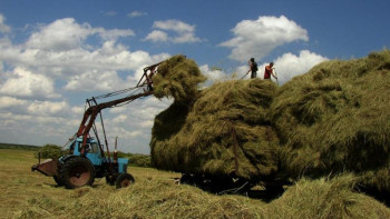 Фотография к новости: Ел аумағынан жем-шөпті ірі көлемде шығаруға тыйым салынады