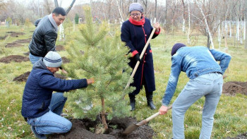Фотография к новости: Алматыда тағы 350 мың ағаш отырғызылады