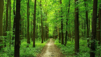 Фотография к новости: Жамбылда мемлекеттік орман қорының жалпы көлемі 4,4 млн гектарды құрайды – Айтақов