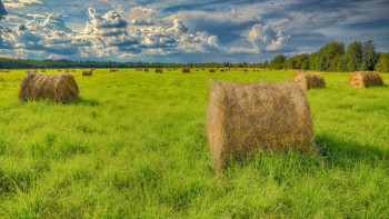 Фотография к новости: Жем-шөп дайындауға қажетті жер көлемін кеңейту керек – Мемлекет басшысы