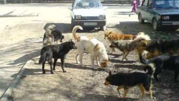 Фотография к новости: Алматыда қаңғыбас жануарлар неге көбейіп кетті