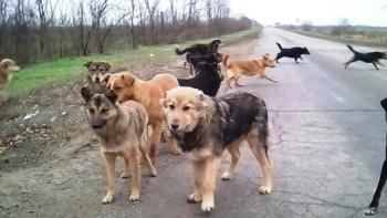 Фотография к новости: Алматыда қаңғыбас жануарларды реттейтін арнайы бағдарлама іске асырылады