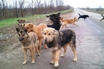 Фотография к новости: Алматыда қаңғыбас жануарларды реттейтін арнайы бағдарлама іске асырылады