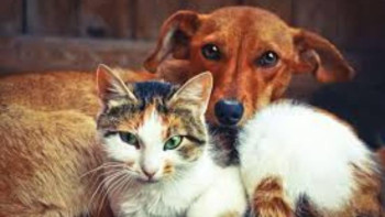 Фотография к новости: Алматыда үй жануарларының бірыңғай деректер базасы іске қосылады