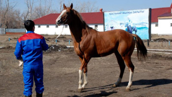 Фотография к новости: Қостанай жылқысын дамытуға арналған жол картасы бекітілді
