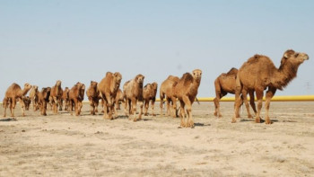 Фотография к новости: Маңғыстау облысының қыс мезгіліне дайындығы туралы айтылды