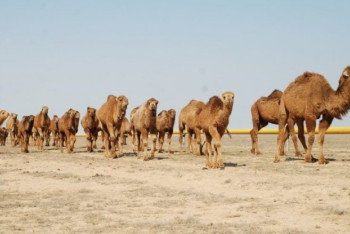 Фотография к новости: Маңғыстау облысының қыс мезгіліне дайындығы туралы айтылды