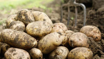 Фотография к новости: Картоп пен көкөністі жинау аяқталуға жақын – Ақмола облысы әкімі