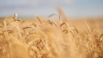 Фотография к новости: Астық өндіруші елдерде бидай өндірісі төмендеуі мүмкін