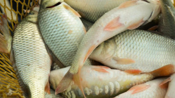 Фотография к новости: Елімізде 600 мың тонна балық өсіретін әлеует бар