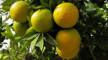 Фотография к новости: Жамбылдық жас кәсіпкер лимон шаруашылығын қалай бастағанын айтты