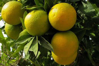 Фотография к новости: Жамбылдық жас кәсіпкер лимон шаруашылығын қалай бастағанын айтты