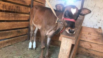 Фотография к новости: Маман жаңа туған бұзауды қалай аман сақтап қалу керегін айтты