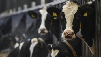 Фотография к новости: СҚО-да кәсіпкер бруцеллезі бар 30-дан астам мал басын рұқсатсыз кіргізген