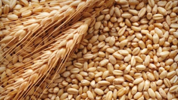 Фотография к новости: Елде қанша тонна астық жиналды?