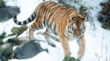 Фотография к новости: Ресей Қазақстандағы жолбарыстар популяциясын қалпына келтіруге жәрдемдеседі