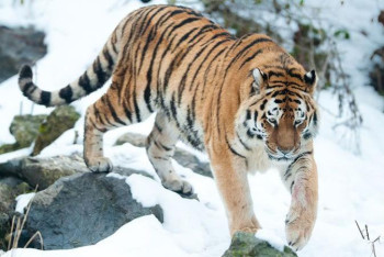 Фотография к новости: Ресей Қазақстандағы жолбарыстар популяциясын қалпына келтіруге жәрдемдеседі