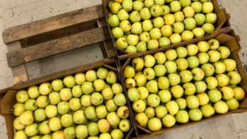 Фотография к новости: Қазақша алма кәсібі: Өнімді сақтаудың жаңа технологиялары