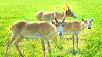 Фотография к новости: Тұрақты қорғаудың арқасында ақбөкендер саны екі есе өскен