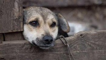 Фотография к новости: Жануарларға қатыгездік көрсеткендер қалай жазаланады?