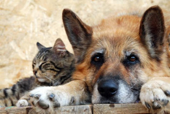 Фотография к новости: Шалабекова етін жеуге тыйым салынатын үй жануарларын атады