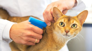 Фотография к новости: Шалабекова жануарлар қалай «чиптелетінін» айтты