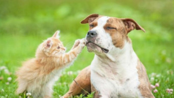 Фотография к новости: Жануардың өмірі мен денсаулығына олардың иесі дербес жауап береді