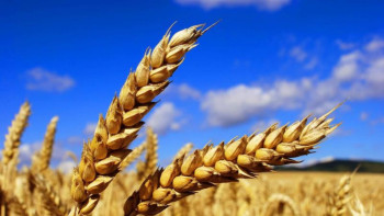 Фотография к новости: Тоқаев бидай өнімділігі 40 пайызға төмендеуі мүмкін екенін айтты