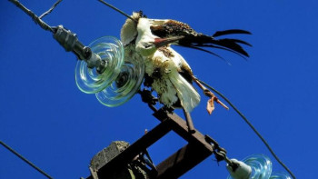 Фотография к новости: Қазақстанда жыл сайын 50 мыңнан астам жыртқыш құс қырылады