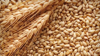 Фотография к новости: Биыл шыққан астық ішкі қажеттілікті жабуға жете ме?