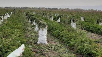 Жамбылдық шаруа бір гектардан 40 тонна сәбіз жинап жатыр