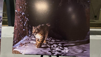 Фотография к новости: «Қар барысын сақтайық!» экологиялық акциясы өтті