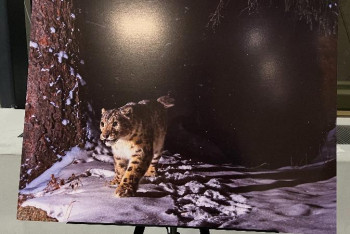 Фотография к новости: «Қар барысын сақтайық!» экологиялық акциясы өтті