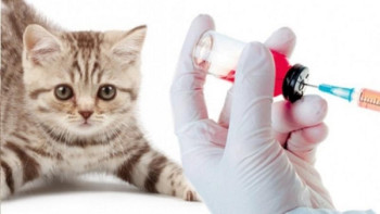 Фотография к новости: Елімізде мысықтарды COVID-19-дан қорғайтын вакцина ойлап табылды