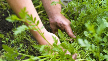 Фотография к новости: Елімізде зиянды арамшөптерді өңдеуге 33 млрд теңгеге жуық субсидия берілді